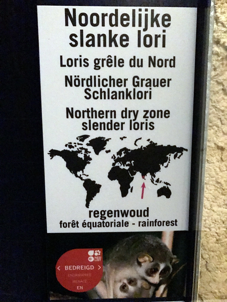 Explanation on the Northern Dry Zone Slender Loris at the Nocturama at the Antwerp Zoo
