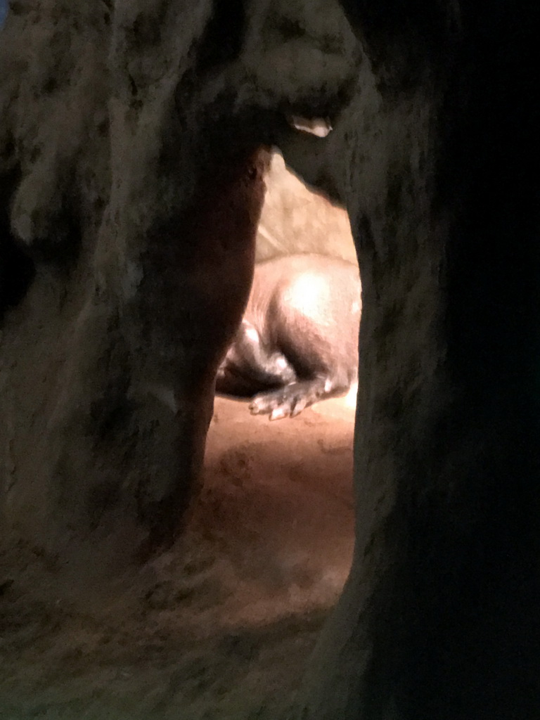 Aardvark at the Nocturama at the Antwerp Zoo