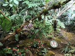 Plants at the Nocturama at the Antwerp Zoo