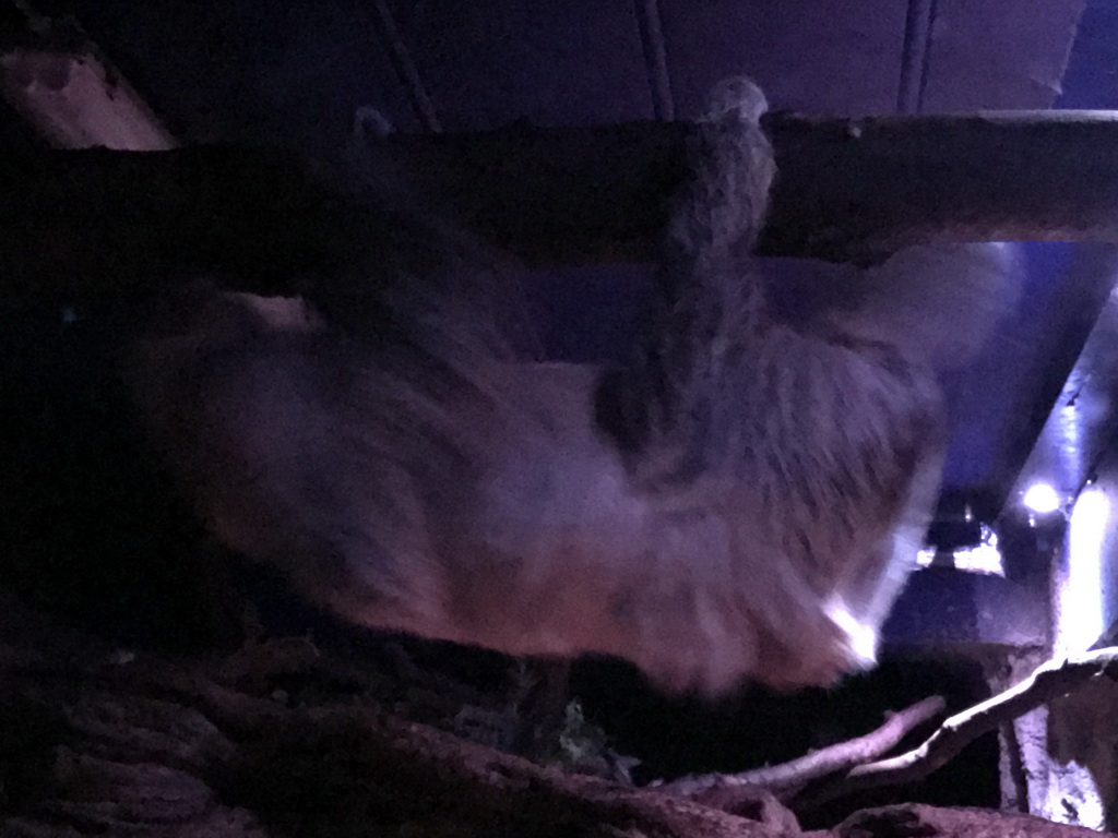 Sloth at the Nocturama at the Antwerp Zoo