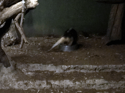 Southern Tamandua at the Nocturama at the Antwerp Zoo