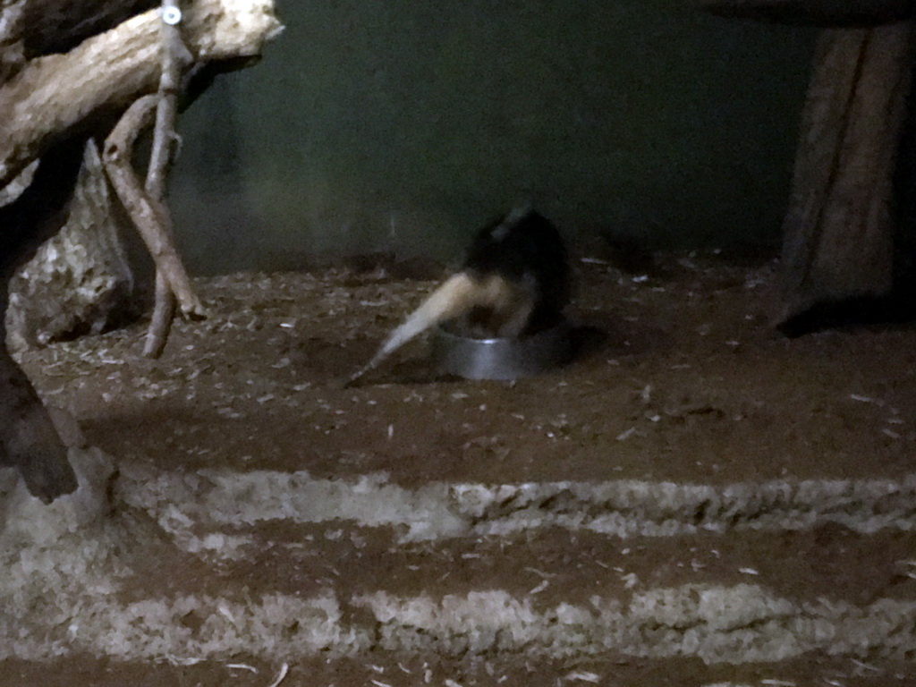 Southern Tamandua at the Nocturama at the Antwerp Zoo