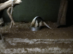 Southern Tamandua at the Nocturama at the Antwerp Zoo