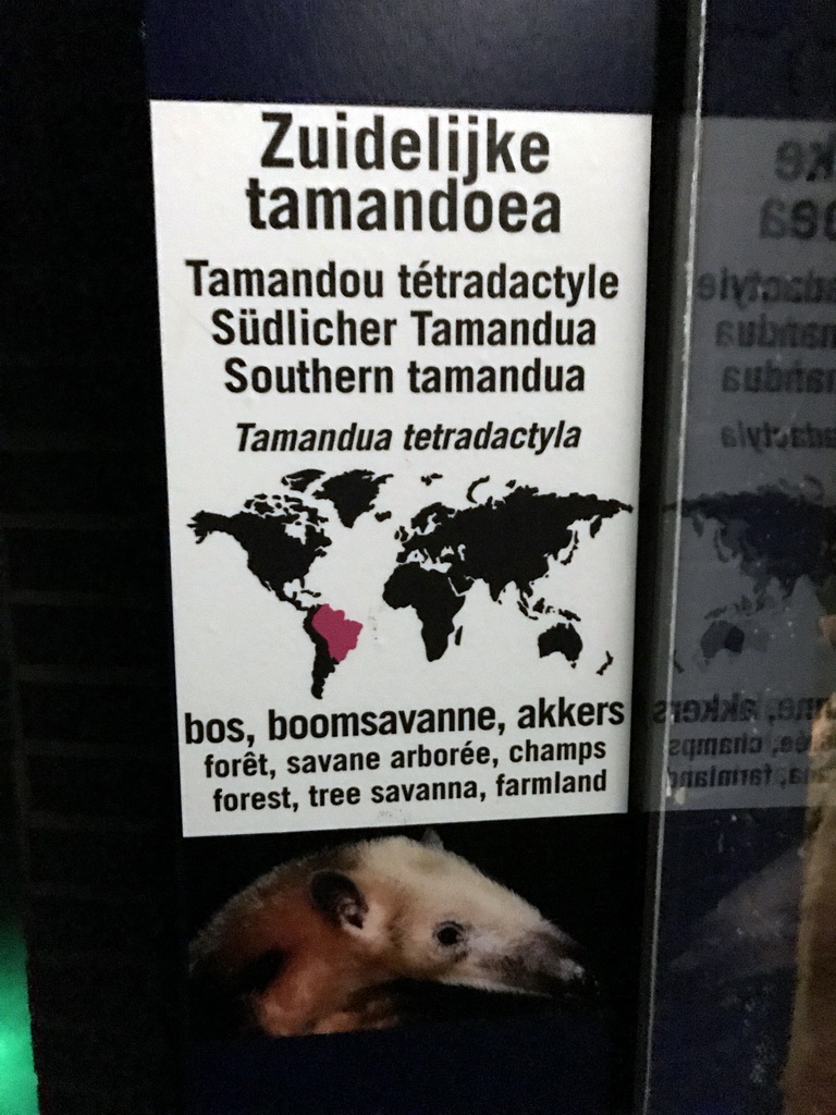Explanation on the Southern Tamandua at the Nocturama at the Antwerp Zoo
