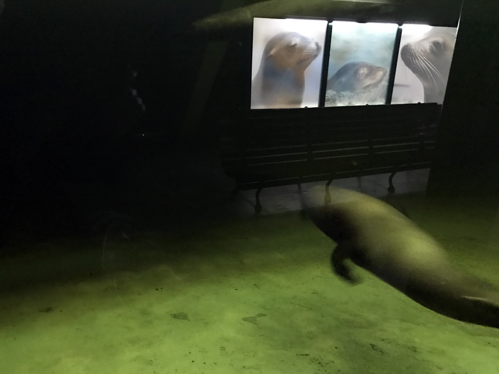 Sea Lion at the Aquaforum at the Antwerp Zoo