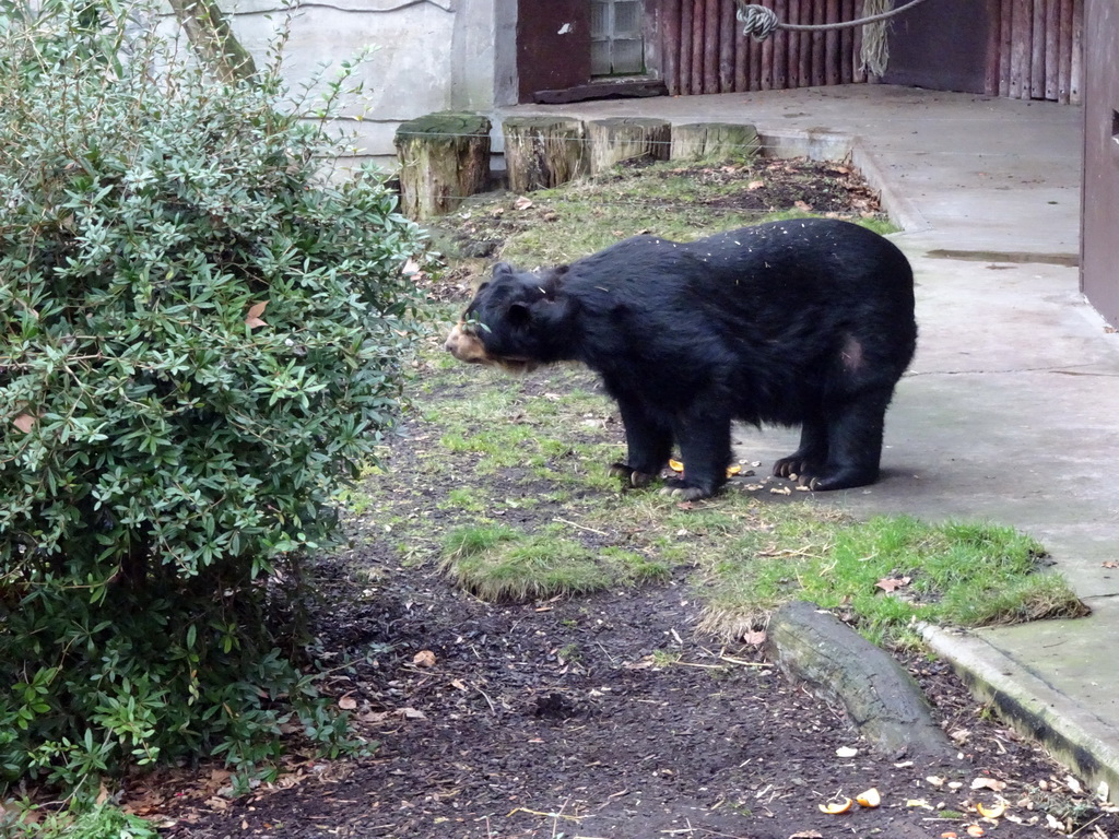 Spectacled Bear at the Antwerp Zoo