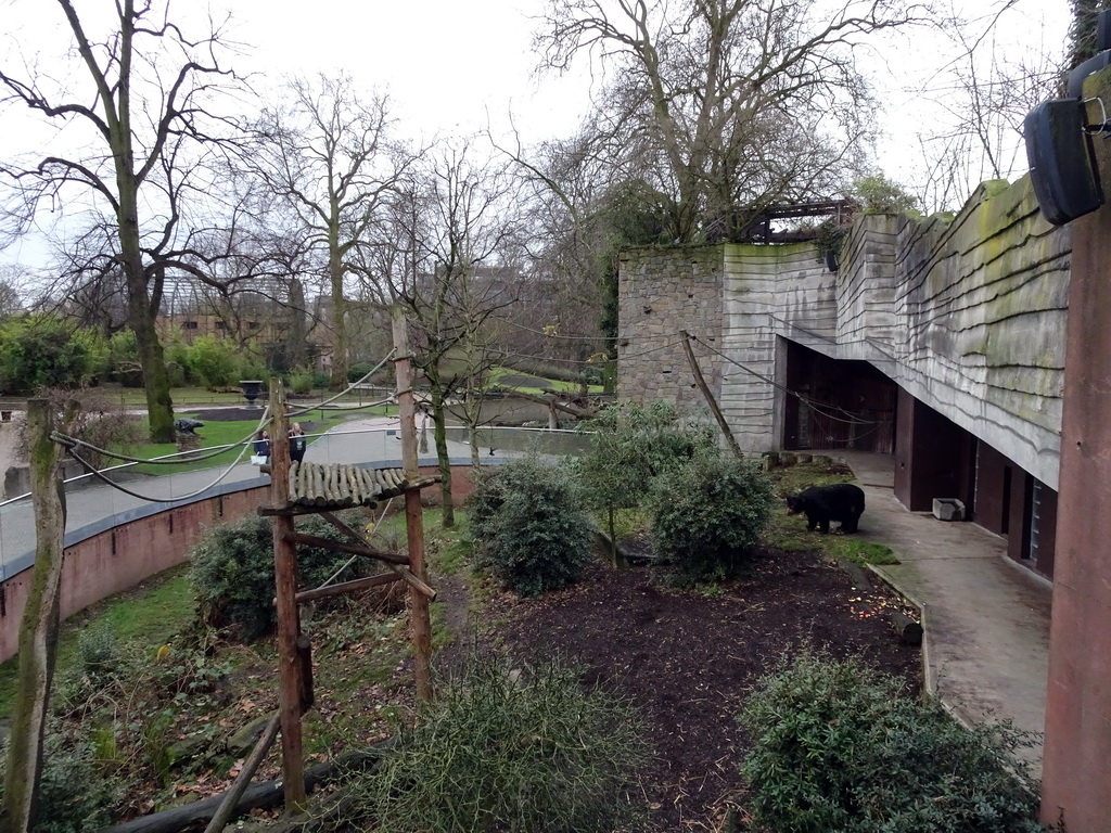 Spectacled Bear and Black-Capped Squirrel Monkeys at the Antwerp Zoo