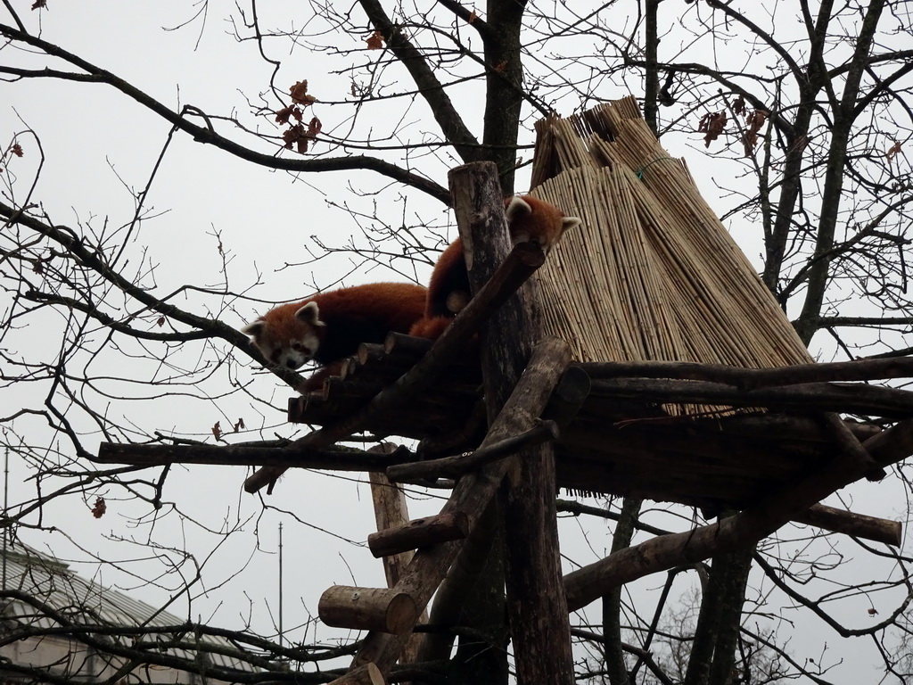 Red Pandas at the Antwerp Zoo