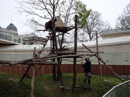 Red Pandas and a zookeeper at the Antwerp Zoo