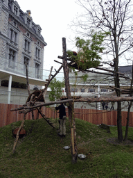 Red Pandas and a zookeeper at the Antwerp Zoo