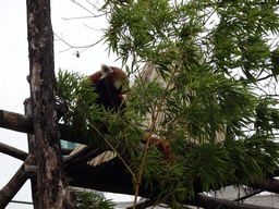 Red Panda at the Antwerp Zoo