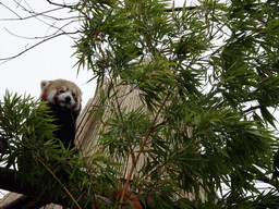 Red Panda at the Antwerp Zoo