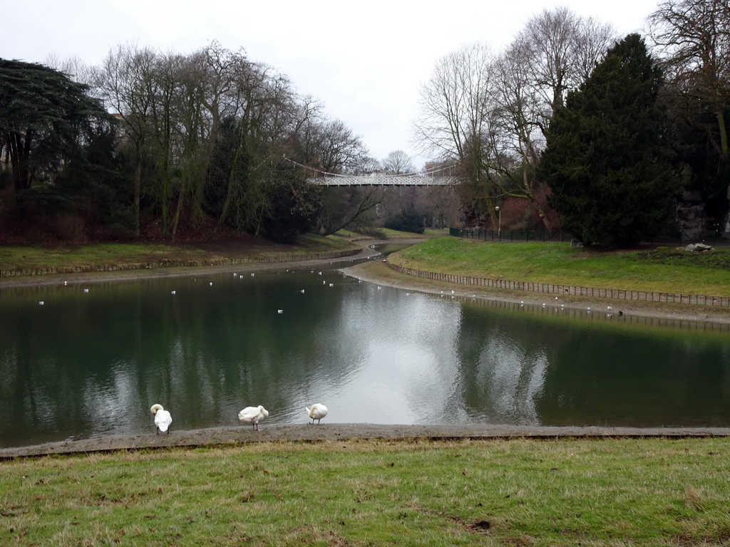 Birds, lake and bridge at the southeast side of the Stadspark