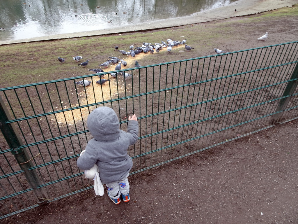 Max with pigeons and ducks at the east side of the Stadspark