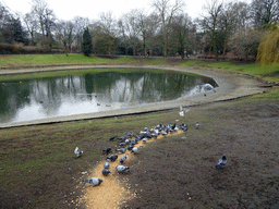Pigeons and ducks at the east side of the Stadspark