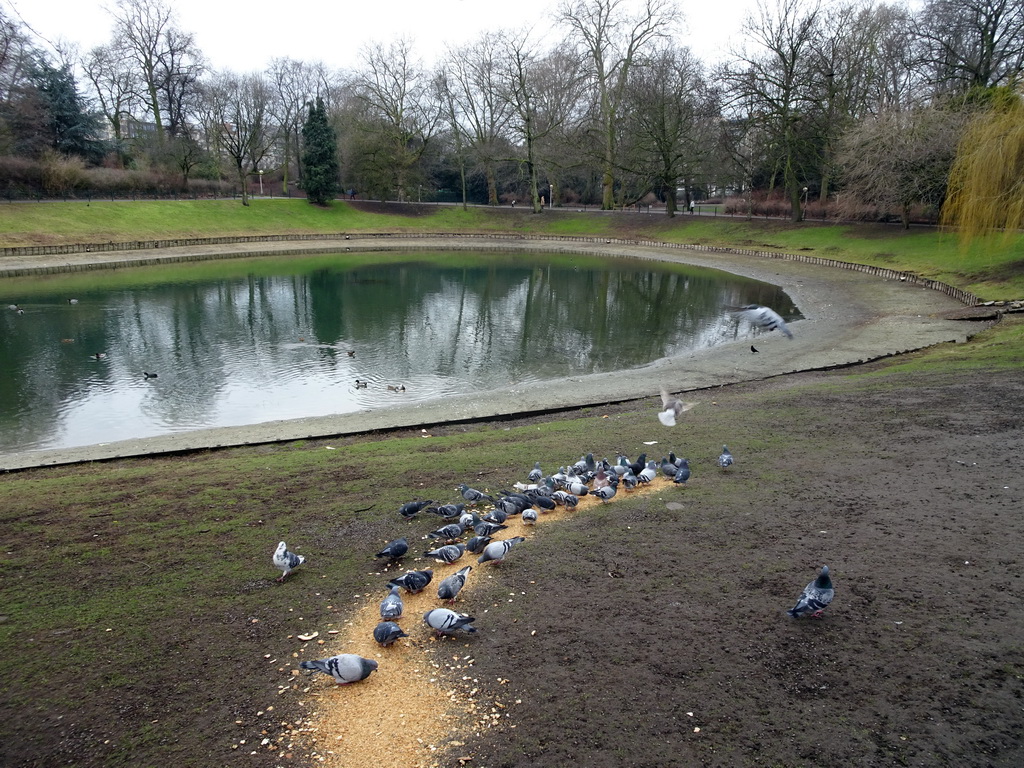 Pigeons and ducks at the east side of the Stadspark