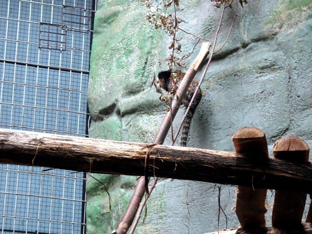 White-headed Marmoset at the Monkey Building at the Antwerp Zoo