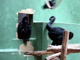 Black-headed Spider Monkeys at the Monkey Building at the Antwerp Zoo