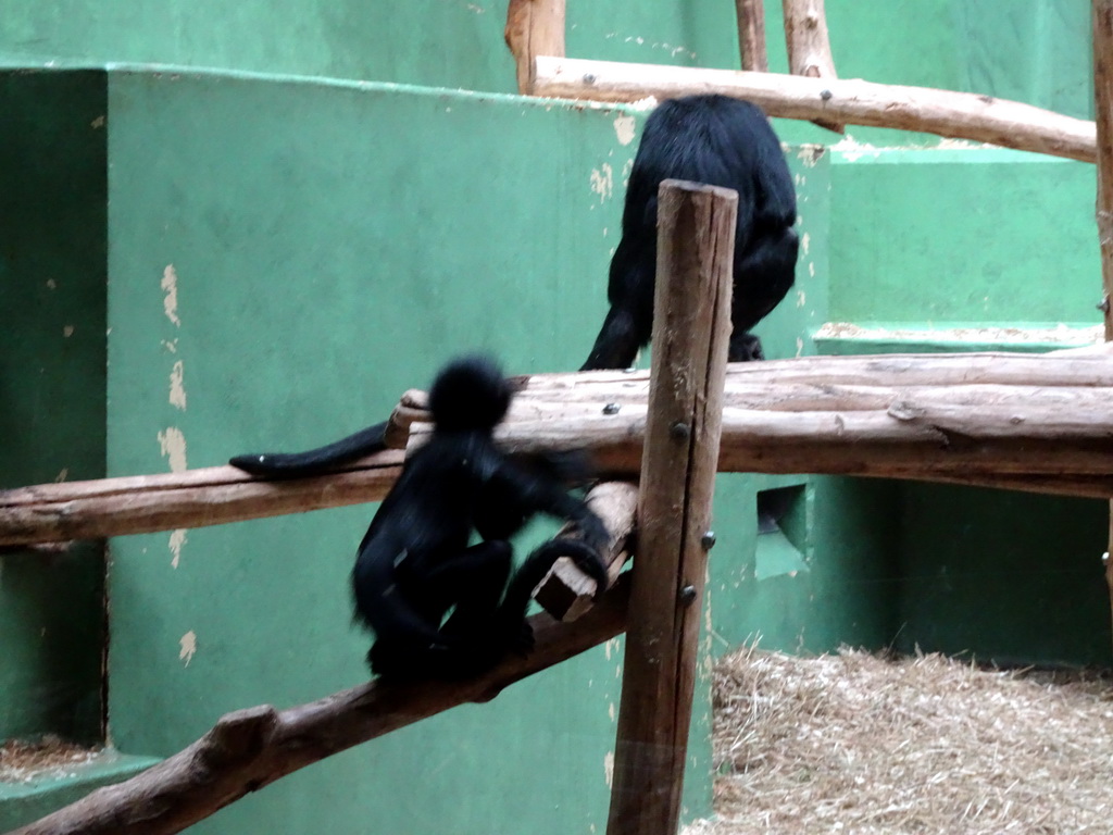 Black-headed Spider Monkeys at the Monkey Building at the Antwerp Zoo