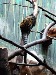 White-headed Marmoset at the Monkey Building at the Antwerp Zoo