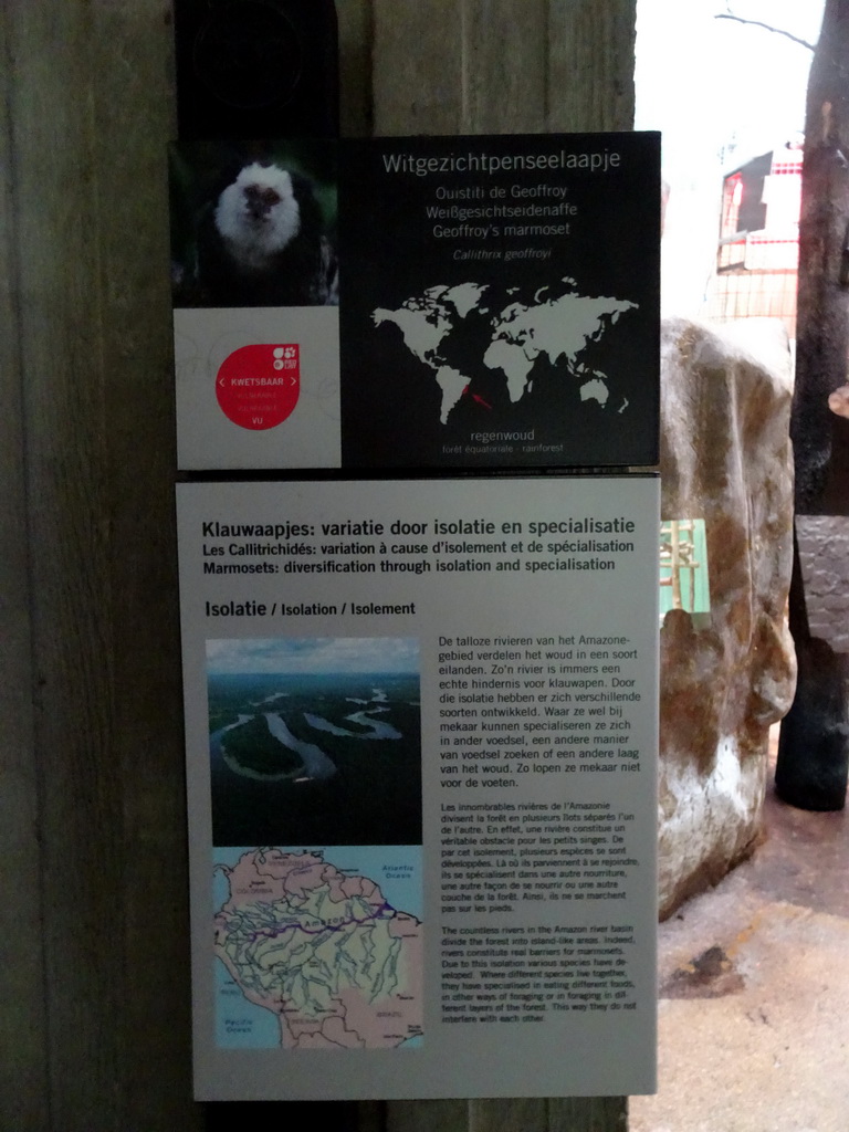 Explanation on the White-headed Marmoset at the Monkey Building at the Antwerp Zoo