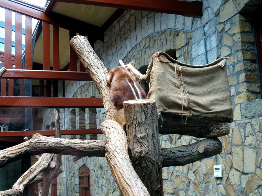 Goodfellow`s Tree-Kangaroo at the Antwerp Zoo