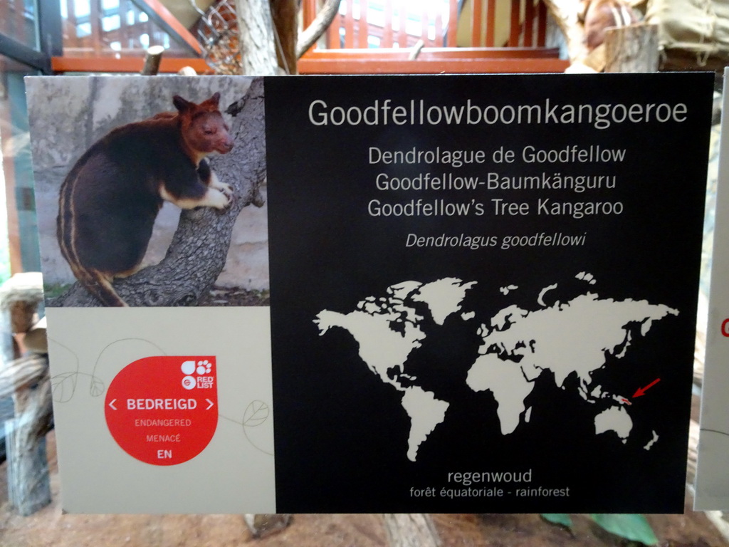Explanation on the Goodfellow`s Tree-Kangaroo at the Antwerp Zoo