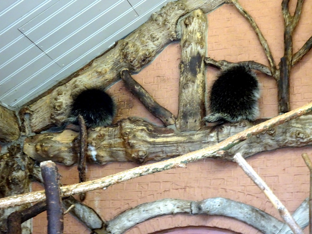 North American Porcupines at the Antwerp Zoo