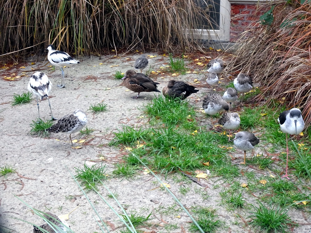 Pied Avocets, Redshanks and Ducks at the Antwerp Zoo