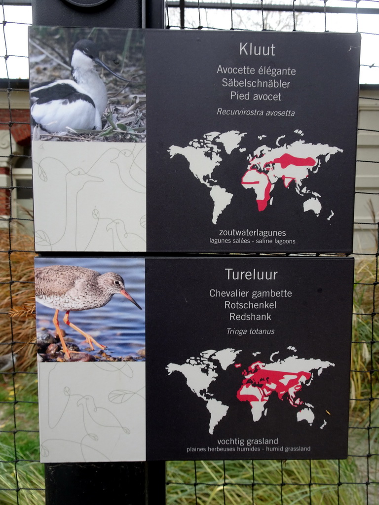 Explanation on the Pied Avocet and Redshank at the Antwerp Zoo
