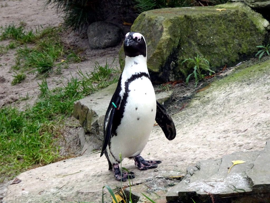 African Penguin at the Rotunda Building at the Antwerp Zoo