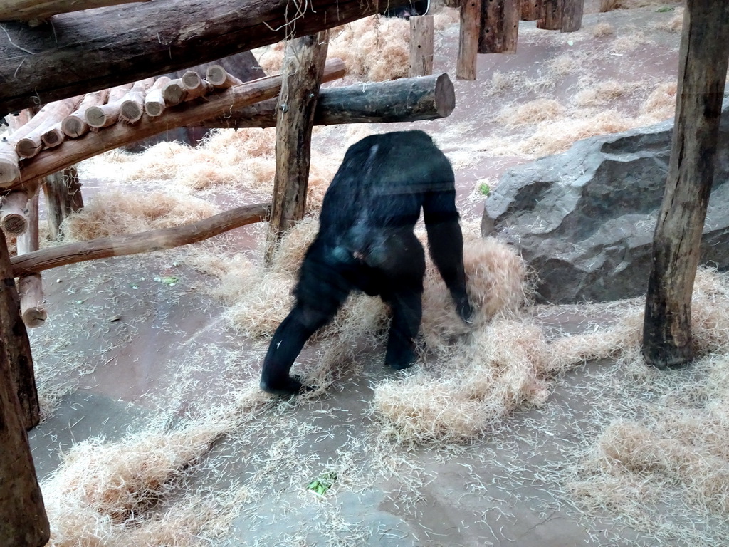 Chimpanzee at the Primate Building at the Antwerp Zoo