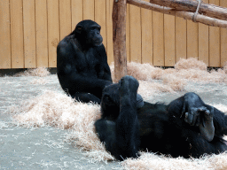 Chimpanzees at the Primate Building at the Antwerp Zoo