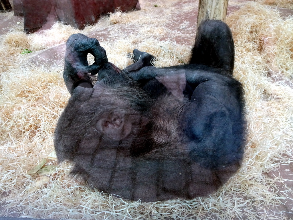 Chimpanzee at the Primate Building at the Antwerp Zoo