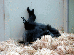 Western Lowland Gorilla at the Primate Building at the Antwerp Zoo