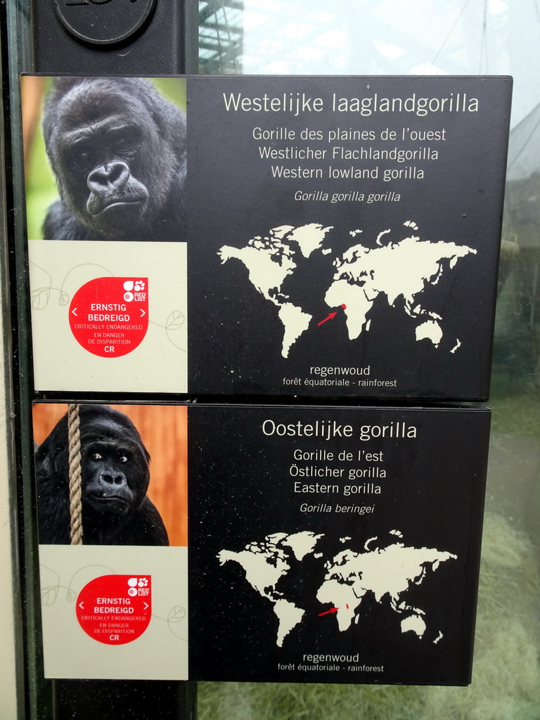 Explanation on the Western Lowland Gorilla and Eastern Gorilla at the Primate Building at the Antwerp Zoo