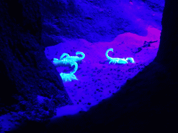 Scorpions in the Kitum Cave at Antwerp Zoo