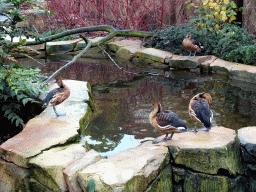 Fulvous Whistling Ducks at the Savannah at the Antwerp Zoo