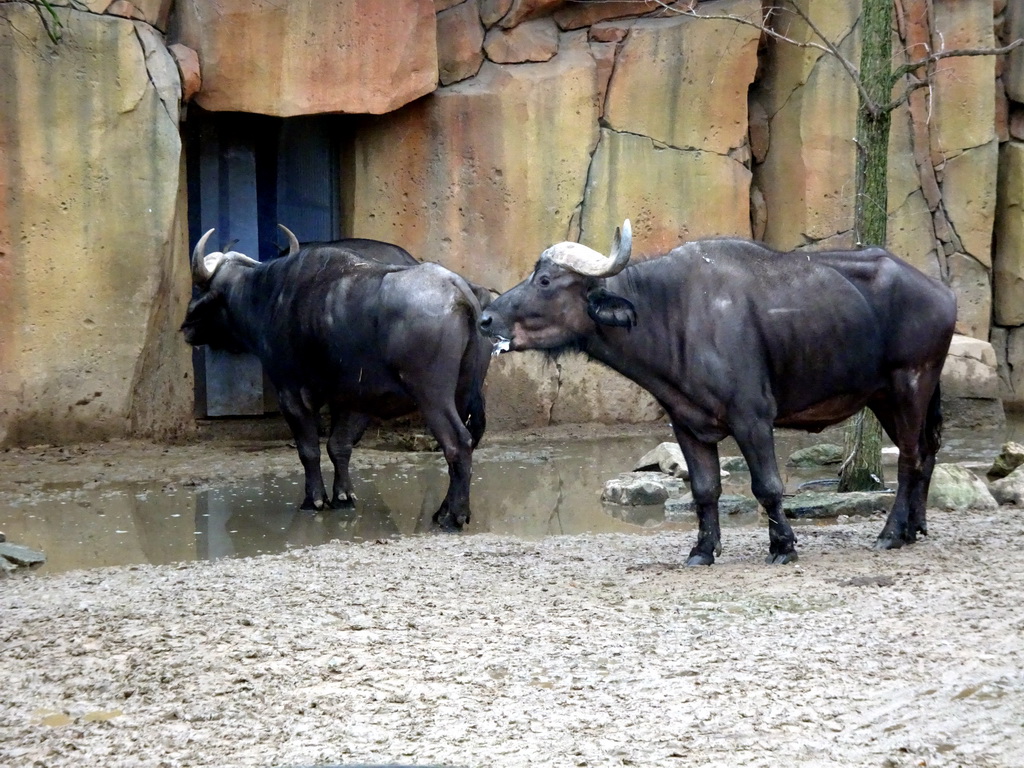 African Buffaloes at the Savannah at the Antwerp Zoo