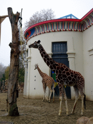 Rothschild`s Giraffes in front of the Egyptian Temple at the Antwerp Zoo