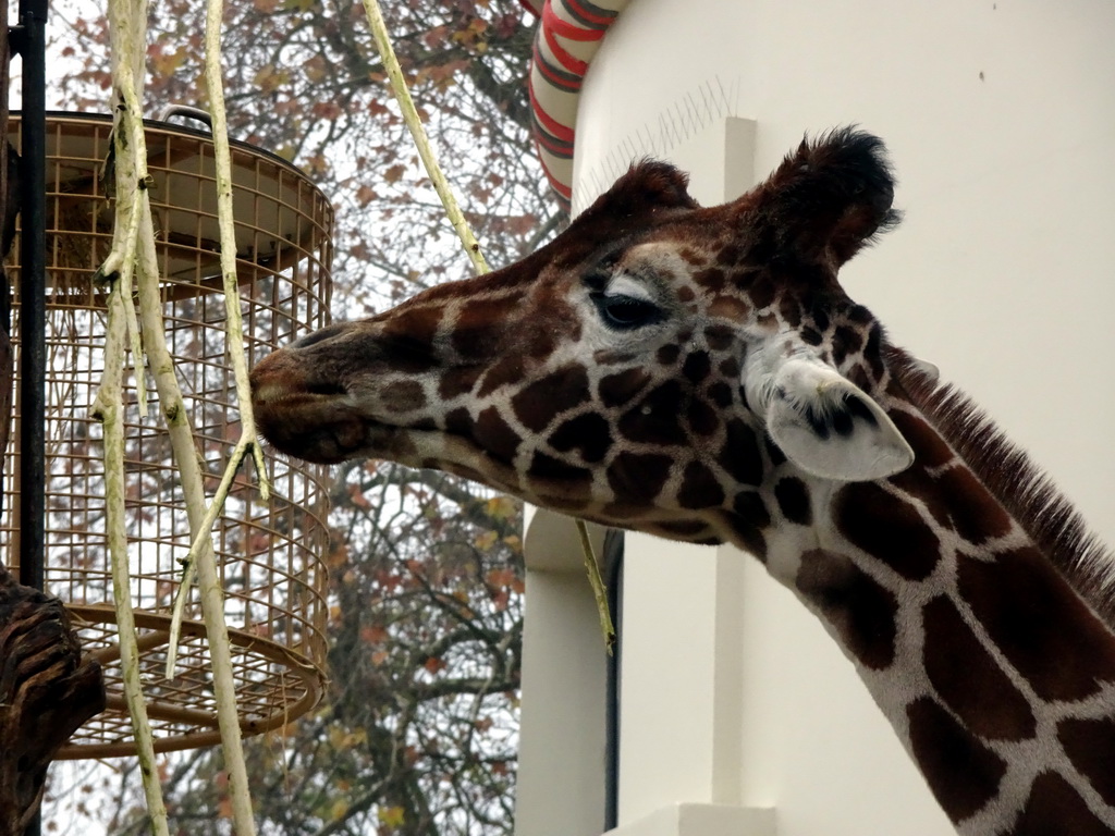 Rothschild`s Giraffe in front of the Egyptian Temple at the Antwerp Zoo