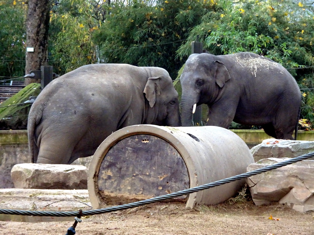 Asian Elephants at the Antwerp Zoo