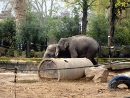 Asian Elephants at the Antwerp Zoo