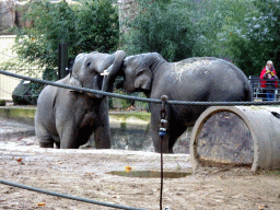 Asian Elephants at the Antwerp Zoo