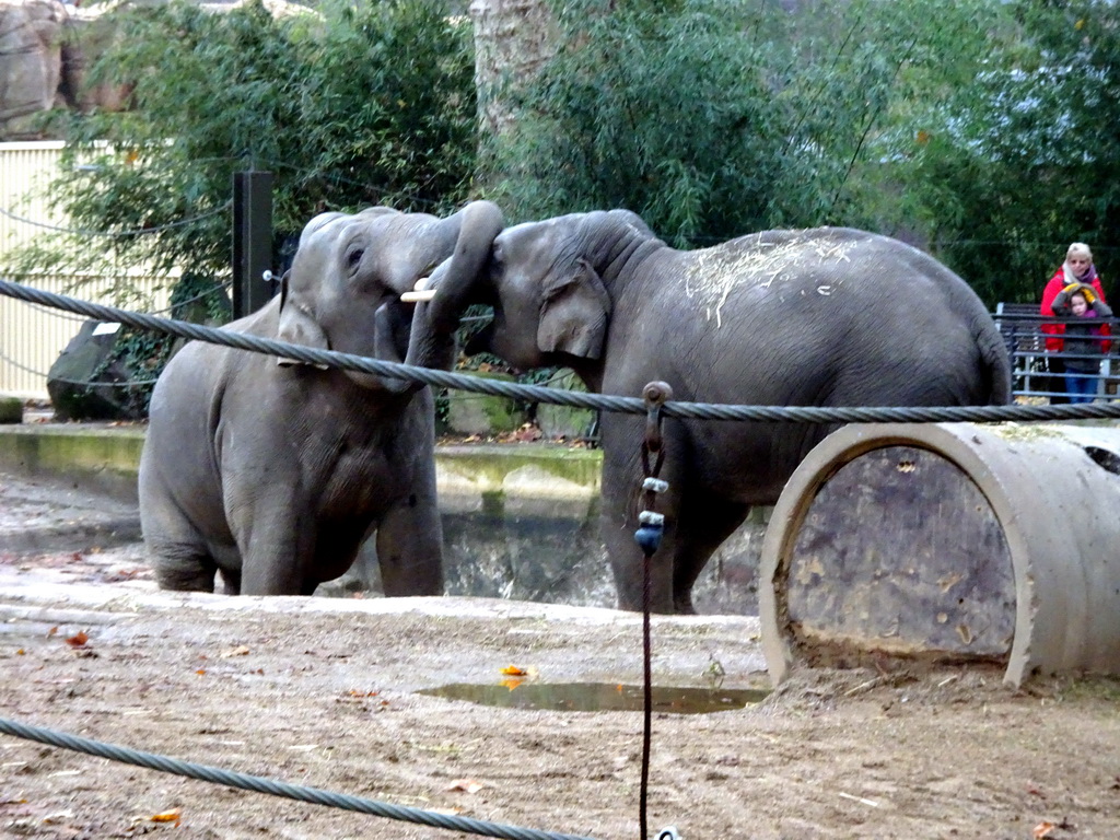 Asian Elephants at the Antwerp Zoo