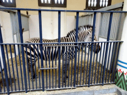 Hartmann`s Mountain Zebra in the Egyptian Temple at the Antwerp Zoo