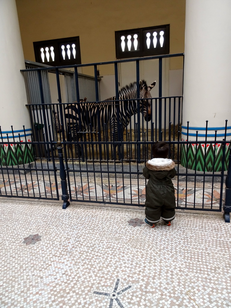 Max with Hartmann`s Mountain Zebras in the Egyptian Temple at the Antwerp Zoo