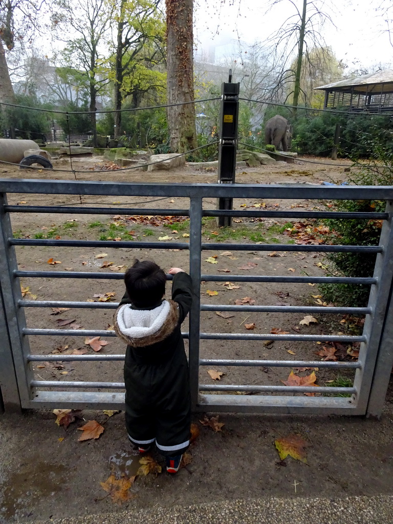 Max with as Asian Elephant at the Antwerp Zoo