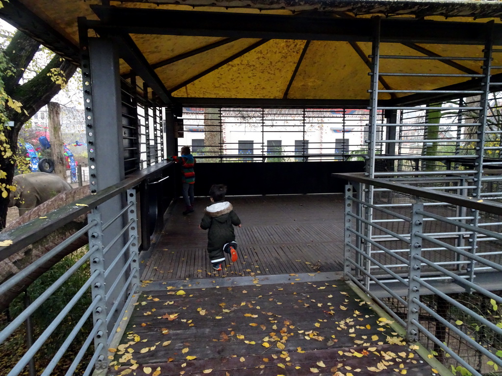 Max at the platform at the Asian Elephant enclosure at the Antwerp Zoo