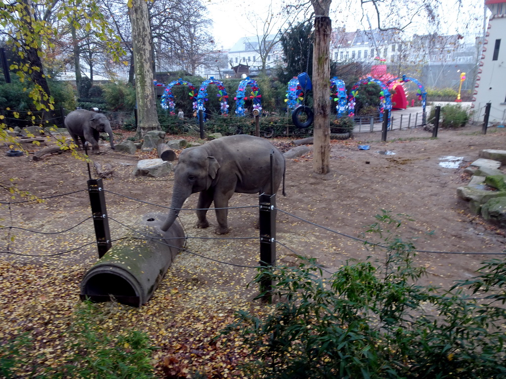 Asian Elephants at the Antwerp Zoo, viewed from the platform at the enclosure